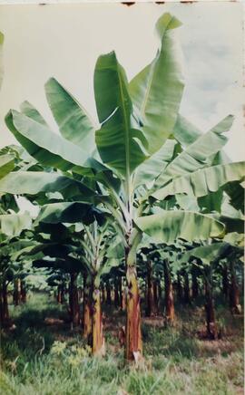 Fotografías de plantaciones bananeras en Proyecto Agroindustrial de Sixaola (PAIS S.A.)