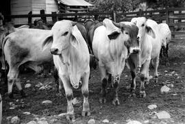 Negativos del ganado en un corral de un finca en Liberia. Guanacaste