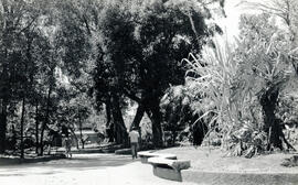 Fotografías con imágenes del Parque España, frente al edificio Metálico, fábrica Nacional de Lico...