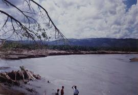 Fotografía de plantación de banano en mal estado por la inundación de 1996 en Standard Fruit Comp...
