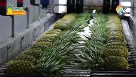 Video de las autoridades del sector agrícola destacan la innovación tecnológica de Upala Agrícola...