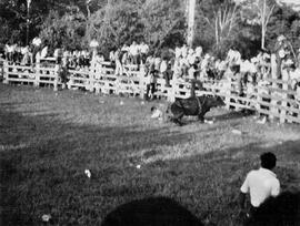 Fotografía de corridas de toros en Upala