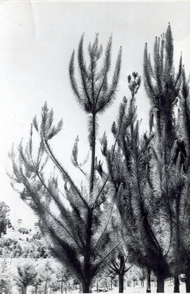 Fotografía del proceso de reforestación en la Prusia. Cartago