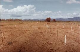 Fotografía de preparación de terreno para sembradío en plantación bananera