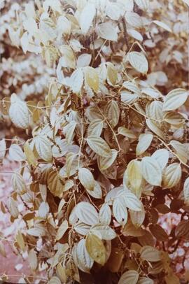 Fotografías de plantación de pimienta en La Rita