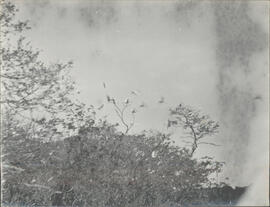 Fotografía de Garzas, islota del Río de las Cañas. Guanacaste. Esta Fotografía forma parte del do...