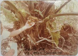 Fotografía de un hombre sosteniendo con la mano izquierda los frutos de una planta y en la mano d...