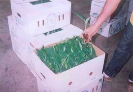 Fotografía de plantas en cajas para transporte, sobre proyecto de propagación de plantas por cult...