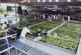 Fotografía de personal en proceso de lavado en planta empacadora de banano