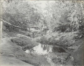 Fotografía de la Quebrada de Panteón en Liberia, Guanacaste. Se observa vegetación del lugar. Est...