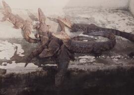 Fotografías de cocodrilos, pertenecientes a proyectos de ASBANA S.A.