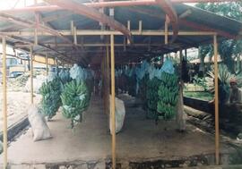 Fotografía de racimos de bananos recolectados de las cintas de producción para el proceso de cali...