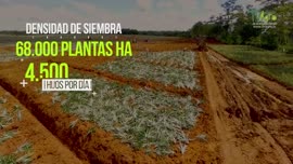 Video de la producción de piña de exportación en Costa Rica, reportaje de TvAgro por Juan Gonzalo...