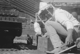 Fotografías de dos empleados del Archivo Nacional tratando de recoger una colmena de abejas, que ...