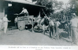 Fotografía de peones entregando y recibiendo el café en grano en el beneficio de Federico Volio G...