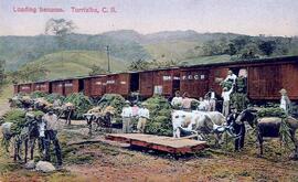 Fotografía que muestra la carga de banano en vagones del ferrocarril de las fincas en Turrialba. ...