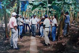 Fotografías de un grupo de personas yendo por una finca bananera conversando y observando diversa...