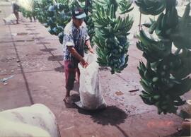 Fotografía de un trabajador bananero realizando sus labores el día de la gira a Guatemala
