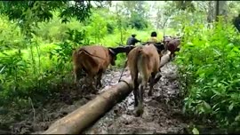 Video de la declaratoria de la UNESCO en 2005 del boyeo y la carreta costarricense como Patrimoni...