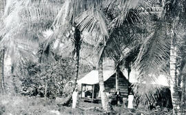Fotografía de una casa típica enclavada entre cocoteros en Puerto Limón