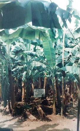 Fotografía de parte de la plantación bananera con un cartel que dice "Bloque #2 Aquí laboram...