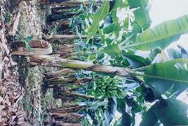 Fotografías de plantación y de racimos de banano durante la visita a la finca Don Agustín