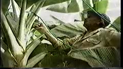 Video de documental sobre el 1° Encuentro internacional de productores de plátano abastecedores d...