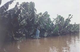 Fotografía de plantación bananera con el agua que llega hasta las hojas en Standard Fruit Company...