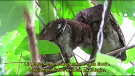Video de la canción Sarapiquí linda tierra, del proyecto Así es mi tierra