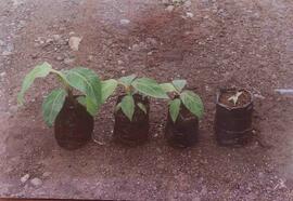 Fotografías del vivero de plantas originales in vitro, en las que se distingue una serie de plant...