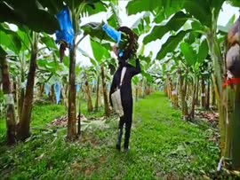 Video corporativo de la industria bananera de Costa Rica