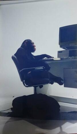 Fotografía de publicidad con chimpancé sentado en una silla de oficina junto a una computadora co...