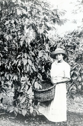 Fotografía de una mujer cogiendo café, en una finca en Tres Ríos. Se observan la mata de café, el...
