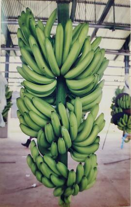 Fotografía de racimo de banano en Proyecto Agroindustrial de Sixaola (PAIS S.A.)