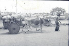 Fotografías de un boyero, yunta de bueyes y carreta en la radial del Zapote. San José, Costa Rica