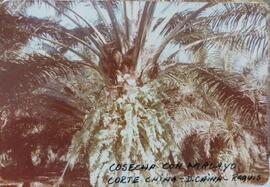 Fotografía de plantaciones - cosecha con malayo. Al frente se indica "Cosecha con malayo, co...