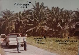 Fotografía de dos hombres mirando a plantación de malayo al lado de un carro. Al frente se indica...