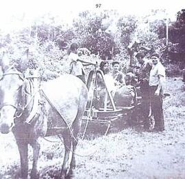 Fotografía de Burrocarril en Guácimo
