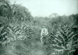 Fotografía de una plantación de café nuevo en flor