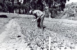 Fotografía del proceso de reforestación de Prusia. Cartago