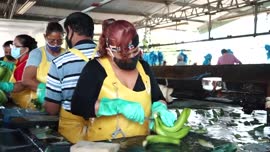 Video sobre el distrito de Cariari de Pococí, de la marca Pococí Fluye