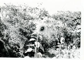 4153-25.jpg