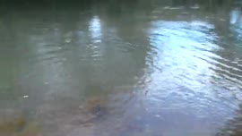 Video sobre la pesca de machacas en el Río Niño, Upala