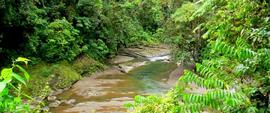 Fotografías del Parque Nacional Barbilla, ubicado en el cantón de Siquirres