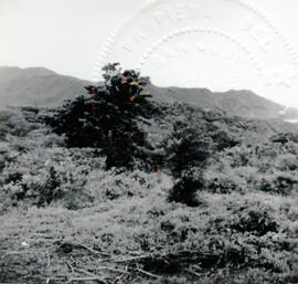 4128-2.jpg