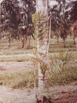 Fotografías de pejibaye sin espinas cultivado en 28 Millas