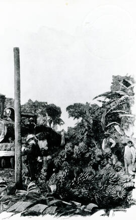 Fotografía de carga de banano en el ferrocarril. Limón