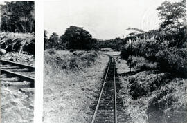 Fotografía de la línea ferroviaria en las cercanías de Turrialba. Se observa un sembradío de caña...