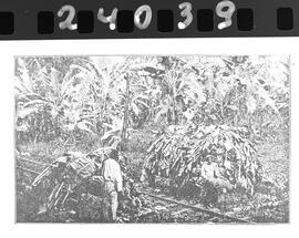 Contacto con imágen imagen de una hacienda de bananos. Se observa rieles de una línea férrea. Limón