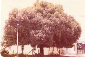 Fotografía de un árbol situado en la avenida 13, calle 21. Barrio Aranjuez. San José
